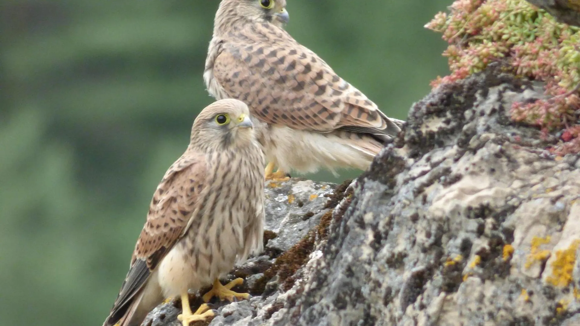 Σπίτι διακοπών Gites Castel De Cantobre - Le Griffon Γαλλία